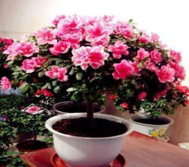 4种花养家里，夏天不怕热，冬天不怕冷，花开不断，满屋子飘香！