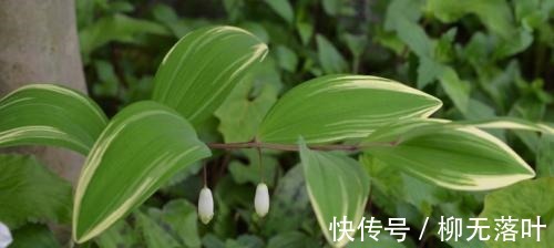 这花不一样!没有光也能长得猛,观赏价值高人称“玉竹花”!