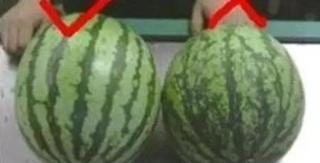水果|买西瓜时别再拍了,西瓜也分“公母”记住这“4点”一挑一个准