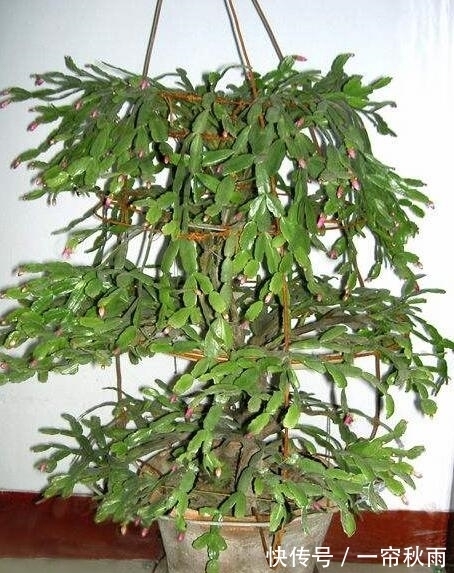 砧木|蟹爪兰嫁接,谨记“6字箴言”,嫁接失败,掌握“2法”,成功率高