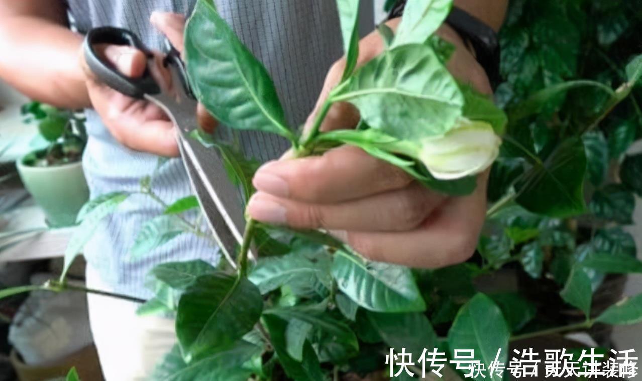夏天|5种花，夏天要“狠修剪”，剪的越多，花枝越多，好度夏