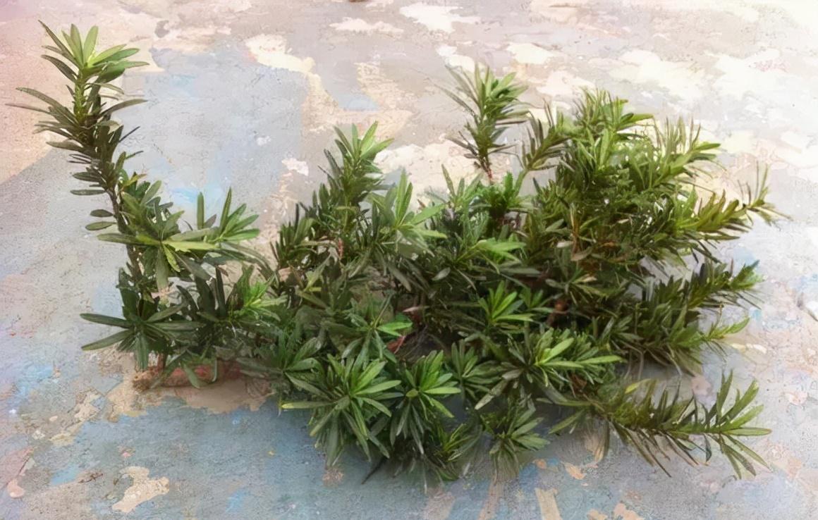 罗汉松买不起,1根枝1粒种就养出来,枝干奇异,长得贼快