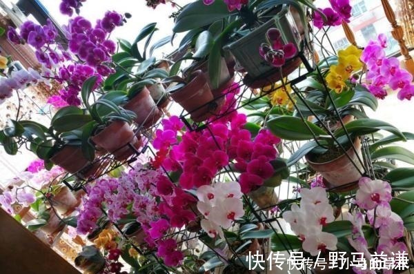 盆栽|谁说室内养不好花这12种一养就开花,还特漂亮,喜欢养花别错过!