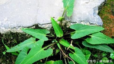 农村|农村常见的一种野菜,对于风湿性关节炎、鼻炎等症状有不错的效果