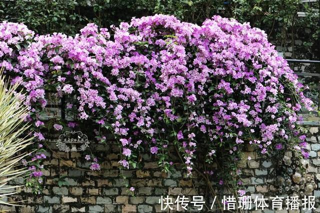 这6种花养好了，家里秒变花海，一年四季有花看！