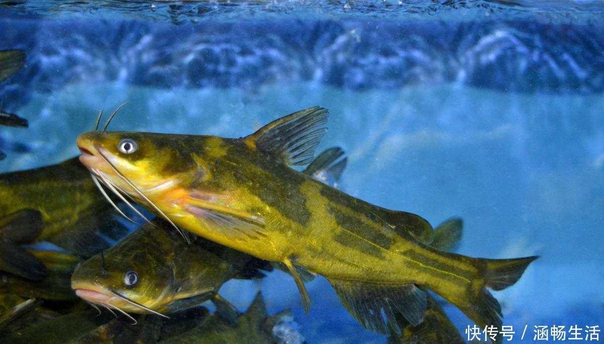 钓底|钓鱼必须鱼钩必须躺底打破传统方式，钓底钓浮都上鱼