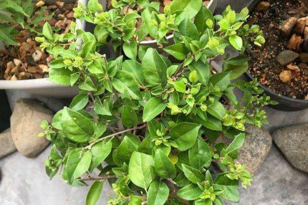 三角梅迟迟不开花,4个方法催花,2个月后就开花,又多又鲜艳