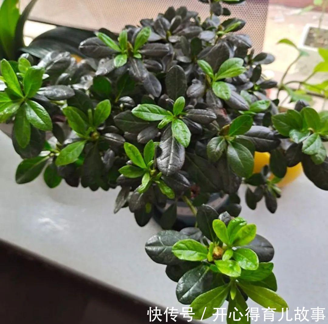 10种花,一降温就黄叶,赶紧换个地方养