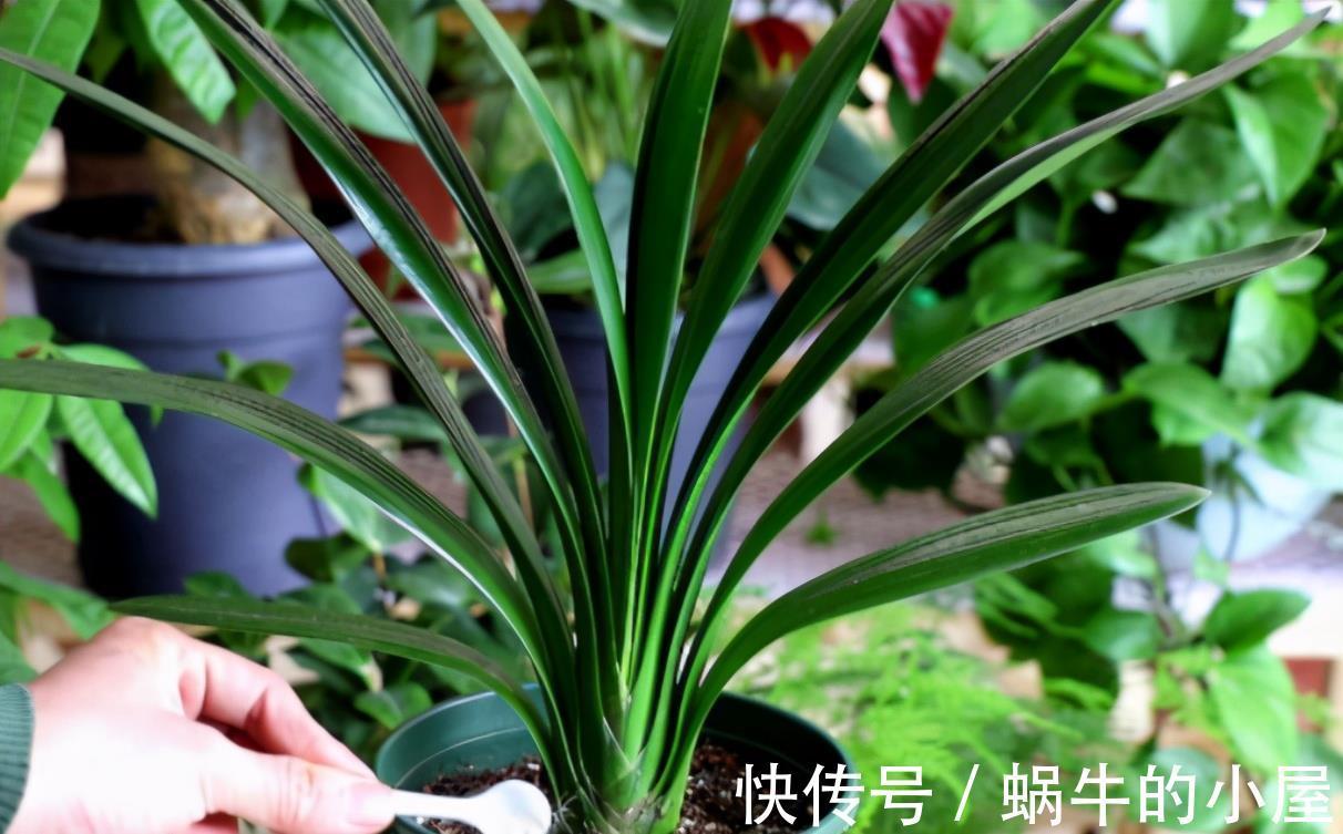 养分|5种漂亮花，九月“睡醒了”，施肥催花快下手，下个月开爆棚