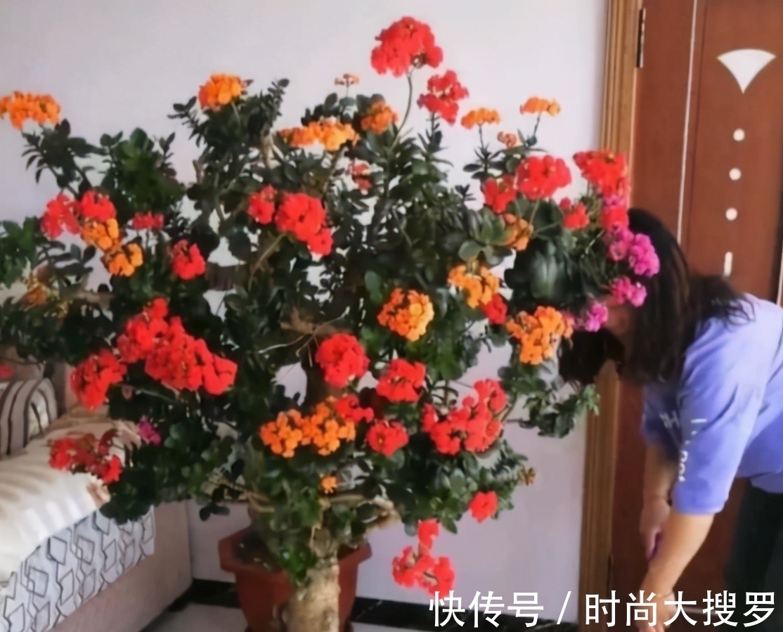 养长寿花,用这法,1年就能成老桩,开满五色花,独特又吉祥