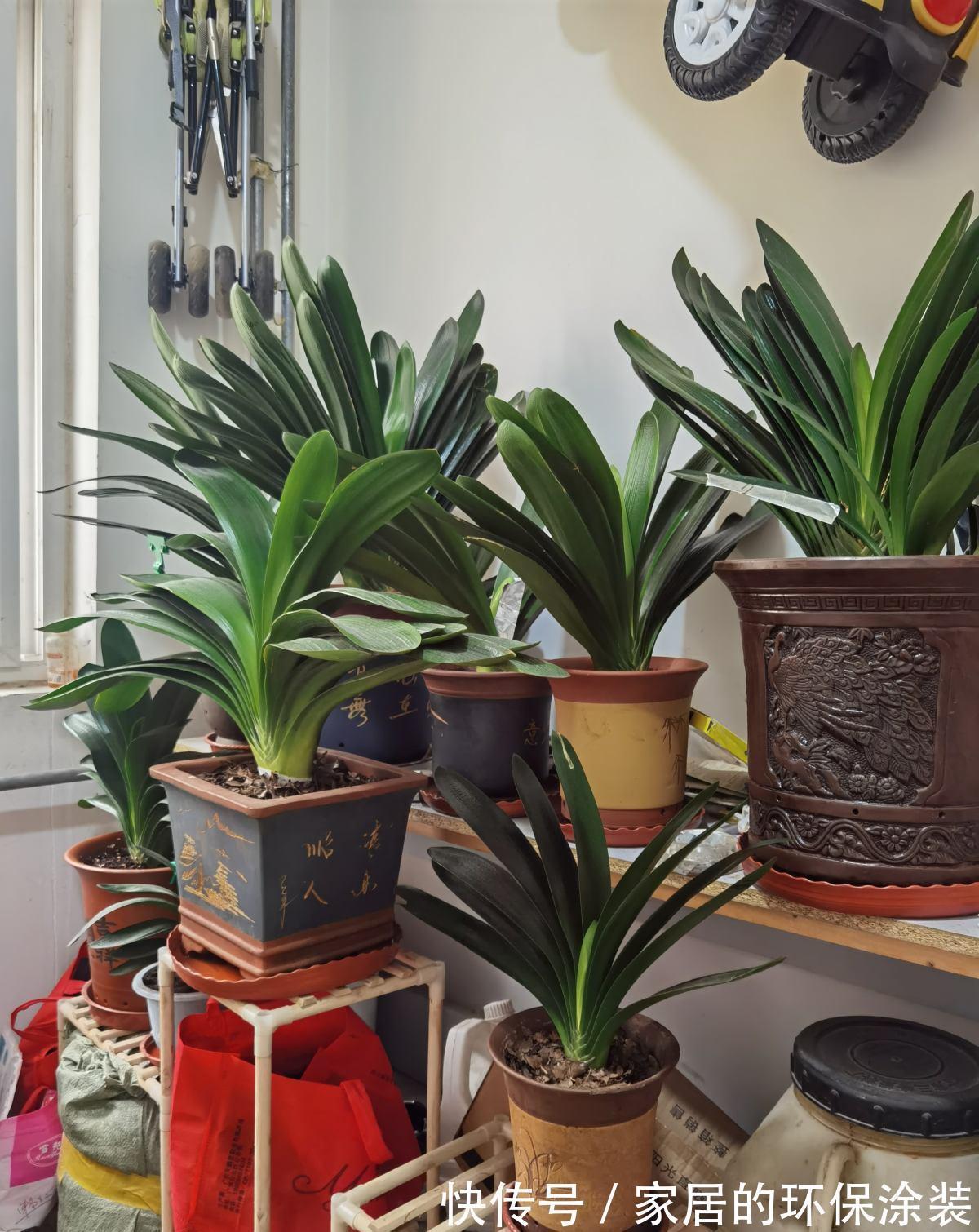 避开君子兰开花的“3大误区”,秋天大爆发,花箭拔得多