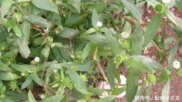 农村一种会流墨汁的野草,是牙痛的良药,却常遭踩踏