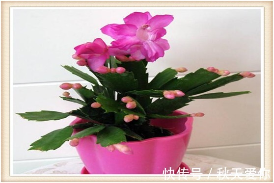 夏天养护蟹爪兰切记这“3点”,来年才能叶片油厚,花开爆满盆!