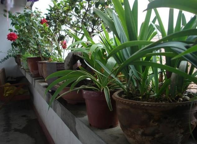 “传说中”养不死的花!一根枝条插土里,“小苗”蹭蹭往上长!