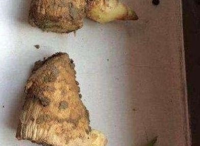 “姜”丢进盆里就能活,开出漂亮“大花苞”,不仅好看、更好养