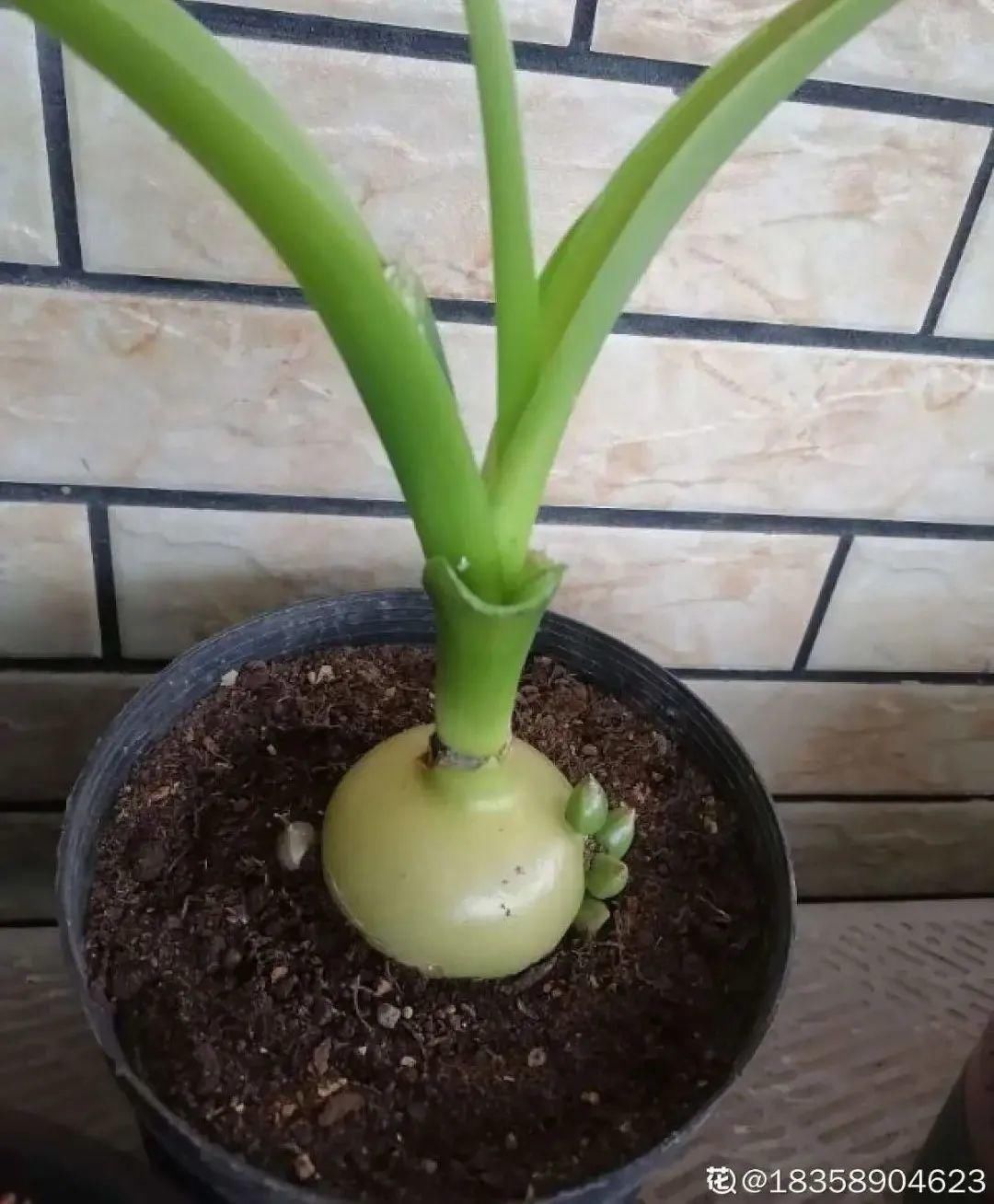 1种花长得像金鱼,耐寒好养活,种得越多越壮观