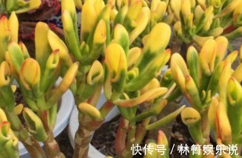 添福添吉|自带“财气”的3种花,家里一定要养,添福添吉日子越过越红火