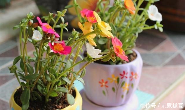 懂行的人冬天坚决不买三种花,哪怕很便宜,也不白花钱!