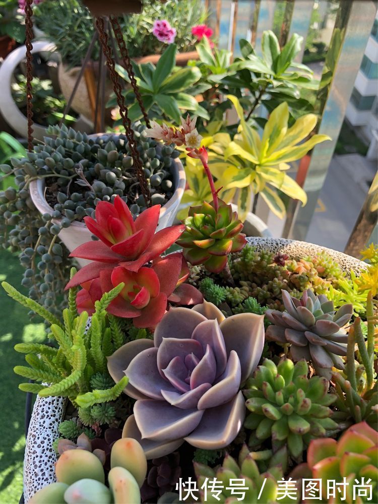 阳台|DIY改造17㎡屋顶花园,忙得不亦乐乎,在喧嚣城市打造一隅静谧