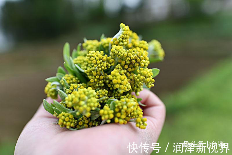 村里人|农村这种野草,名字听着怪吓人但用处挺多,当你遇见了请多珍惜