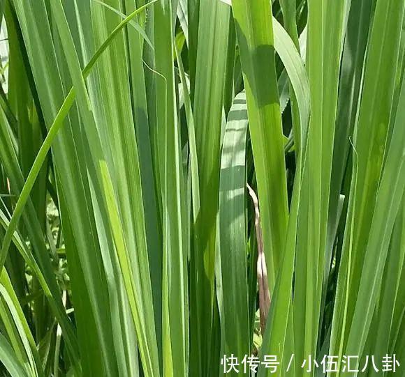 植株|盆栽“法宝”:收获前是“驱虫剂”,收获后可香料、可茶饮!