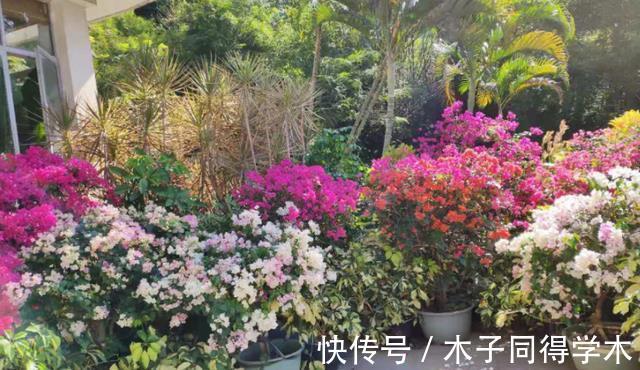 养花|香蕉皮养花,该怎么挖掘其肥力?有3种方法,第3种最得人心