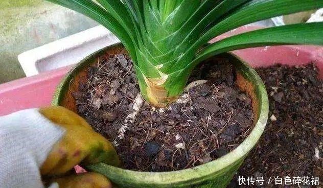 春天养君子兰，讲究4处“透气”，做好了就枝繁叶茂