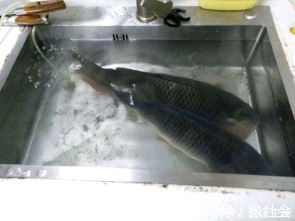 鲤鱼|给大家分享一个饵料配方,昨天去试用,收获了两条野生大鲤鱼