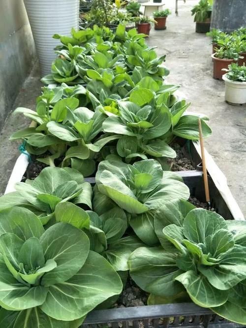 花生全身都是宝,丢在盆里,解决了太多养花难题!