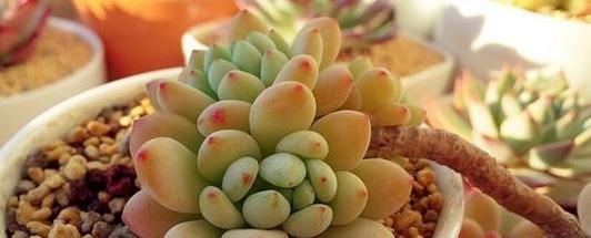 在此说说，多年养花使用过的“浇水”方法