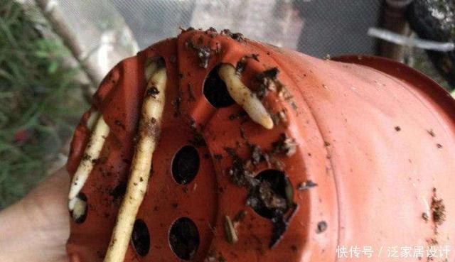 花市看到这样的“花”,再喜欢也不要买,养不久,白花钱