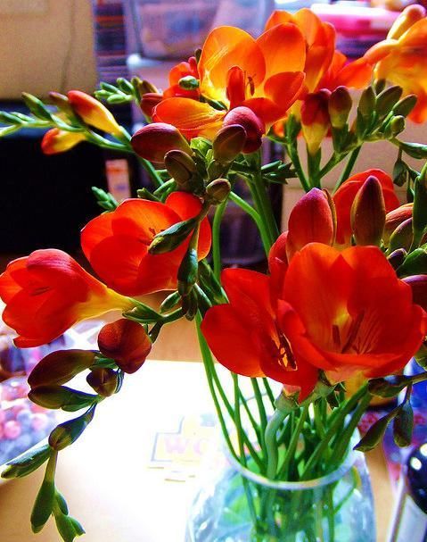 1种高级“香水花”，花繁色艳，花开2-5月，家里养一盆，满屋香