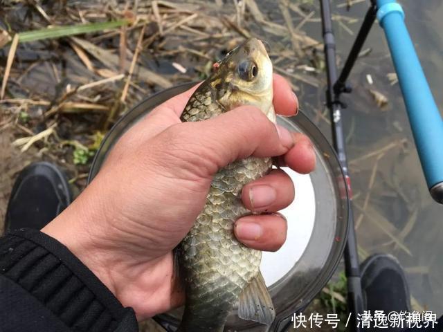 冬钓鲫鱼用什么商品饵？这5个配方简单又好用，值得一试