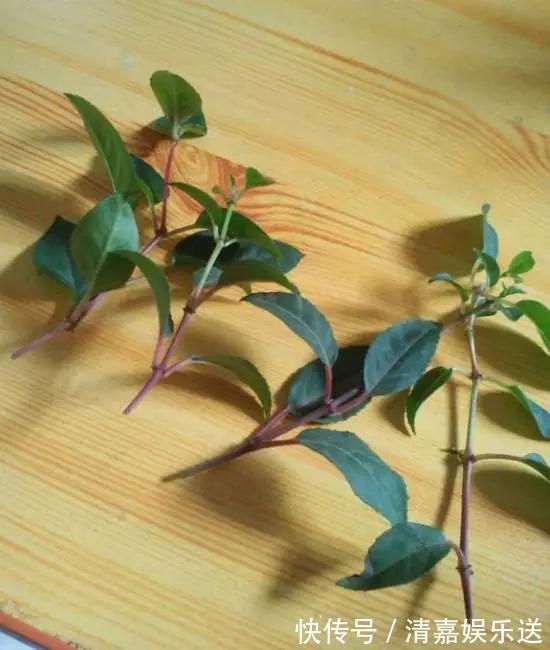 泡水|3种枝条泡水里,10天长根,一次开花100朵,水培成活率更高!