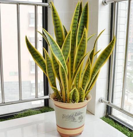 虎皮兰|居家盆栽虎皮兰,不想叶片变得干瘪难看,需趁早实践4个知识点