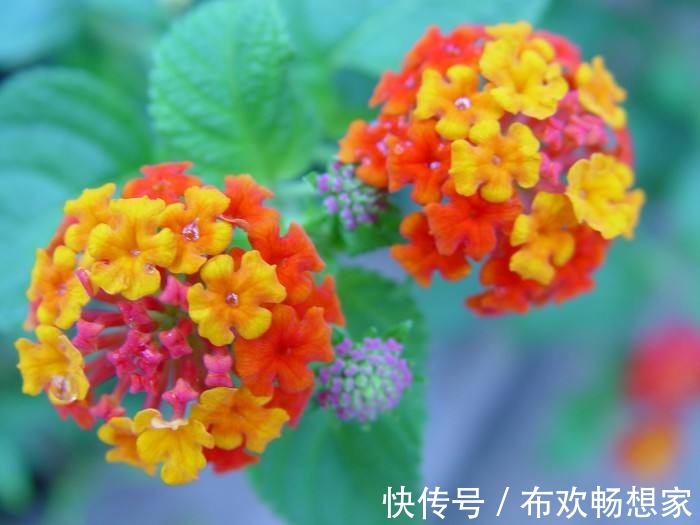 这几种花千万别轻易放家里,不然后悔都来不及,快看你家有没有!