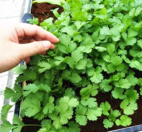 种植|5种“菜根”别扔,插进花盆,浇浇水,半个月长成“小菜园”