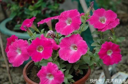 懂花的人，喜欢这5种盆栽，“花比叶子多”，轻松养到爆盆