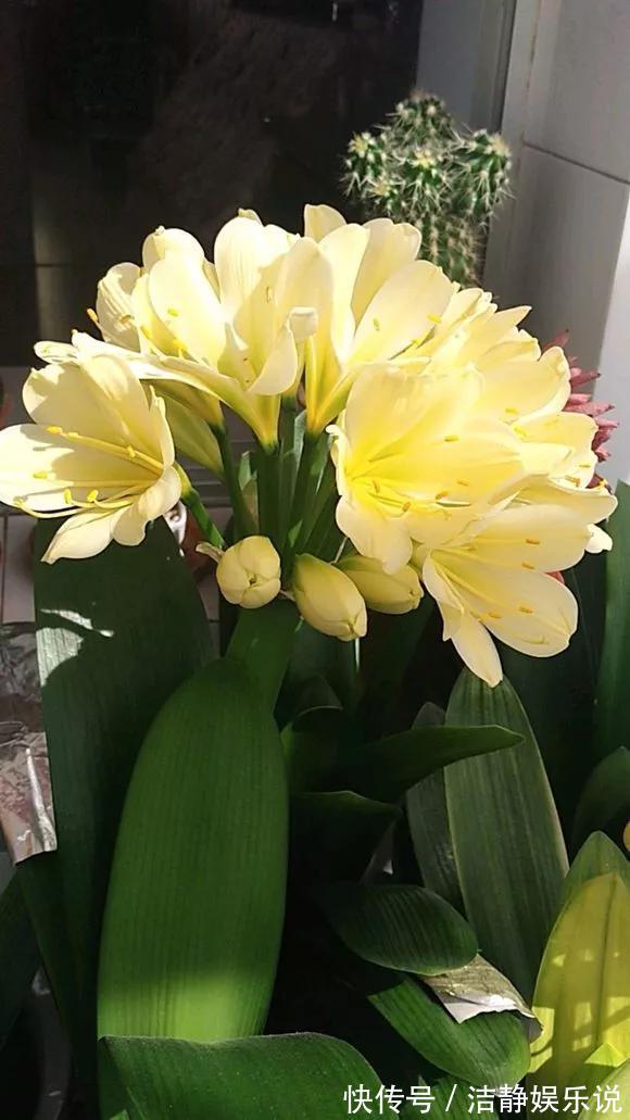 3种花“品味高”,放在家里有档次,格调高雅都说好看!