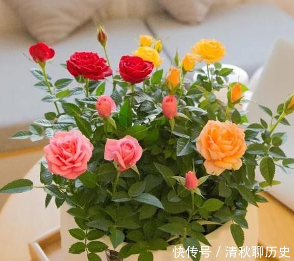 是灌根好?还是喷叶子好?“磷酸二氢钾”你用对了吗?