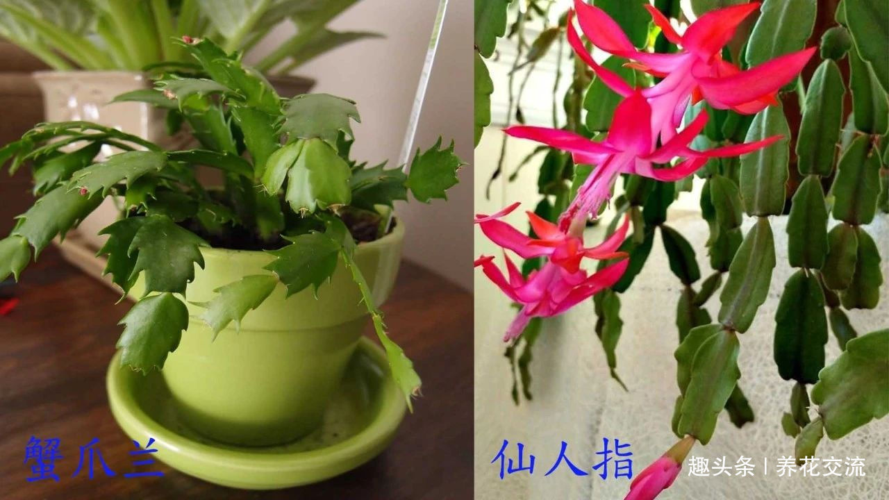 室内蟹爪兰四季养护操作，繁殖和促花技巧教给你，看你能学多少