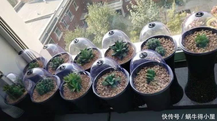 多肉植物|天热养多肉,学会“复制粘贴”,一片叶子一株苗,越来越多