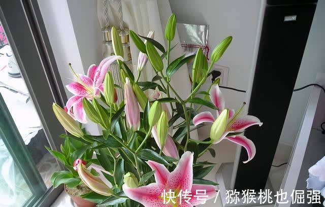 鲜花家里放,花旺“人不旺”,养花4个坑,人不健康,家不旺