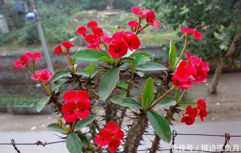 带有毒汁的三种花,提醒家人不可以养,不能忽略