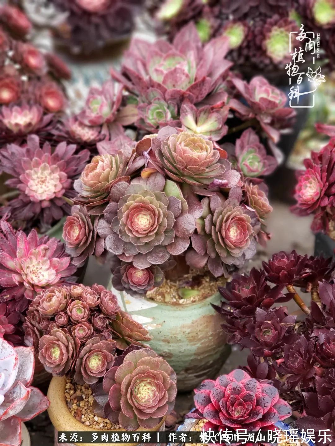 万圣节|养多肉六年,从痴迷到佛系,世事漫随流水,唯有喜爱永恒!