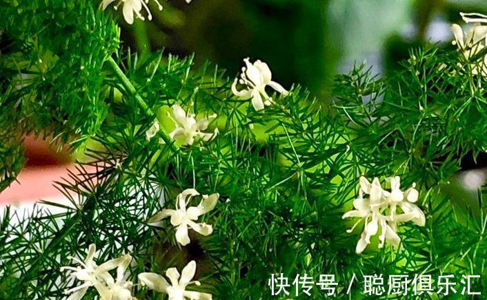 光照|文竹需要晒太阳吗,长期不见阳光会如何,了解之后也能养好文竹