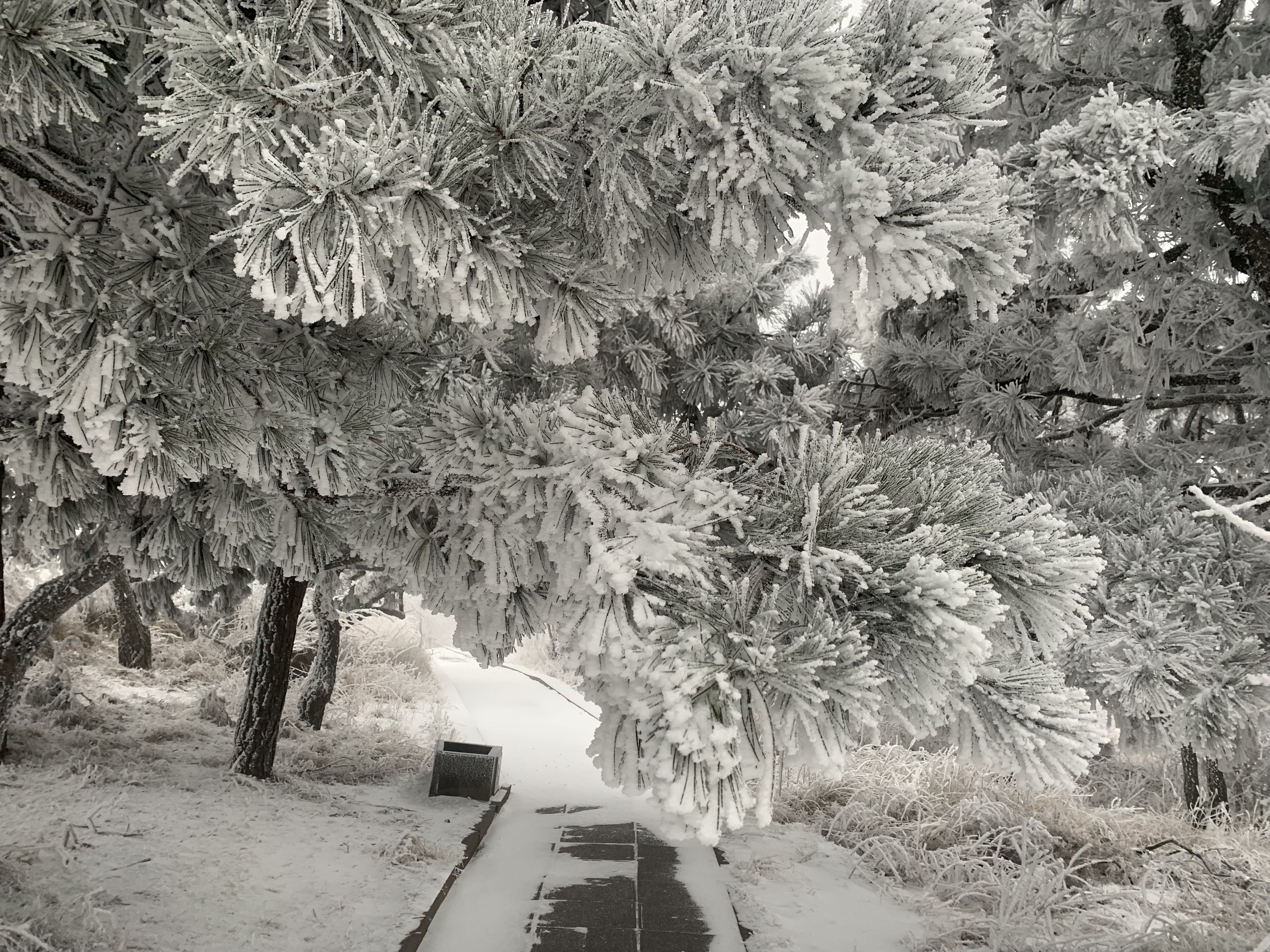 大河报·豫|大范围降雪落中原 中岳嵩山再度现雾凇奇观