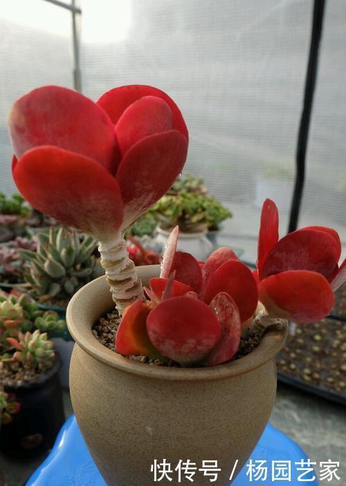 唐印|养多肉唐印,种在大盆里,长得快茎秆壮,叶子像把红扇子!