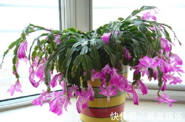 蟹爪兰烂根叶发黄,盆底藏玄机,很多花友常疏忽,1年花卉成白养