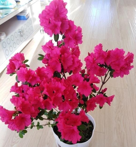 打卷|杜鹃花叶子打卷,不开花,试着换换土,用干松针养,更容易开花